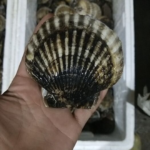 连云港虾夷扇贝 人工养殖 5-10只/公斤