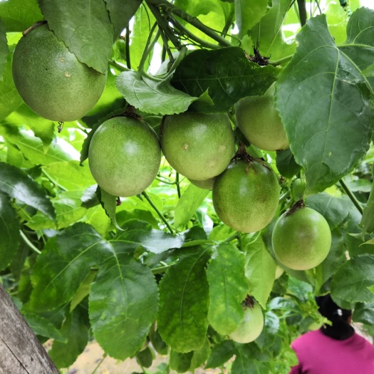 灵山县紫香百香果苗 广西灵山百香果，新品种
