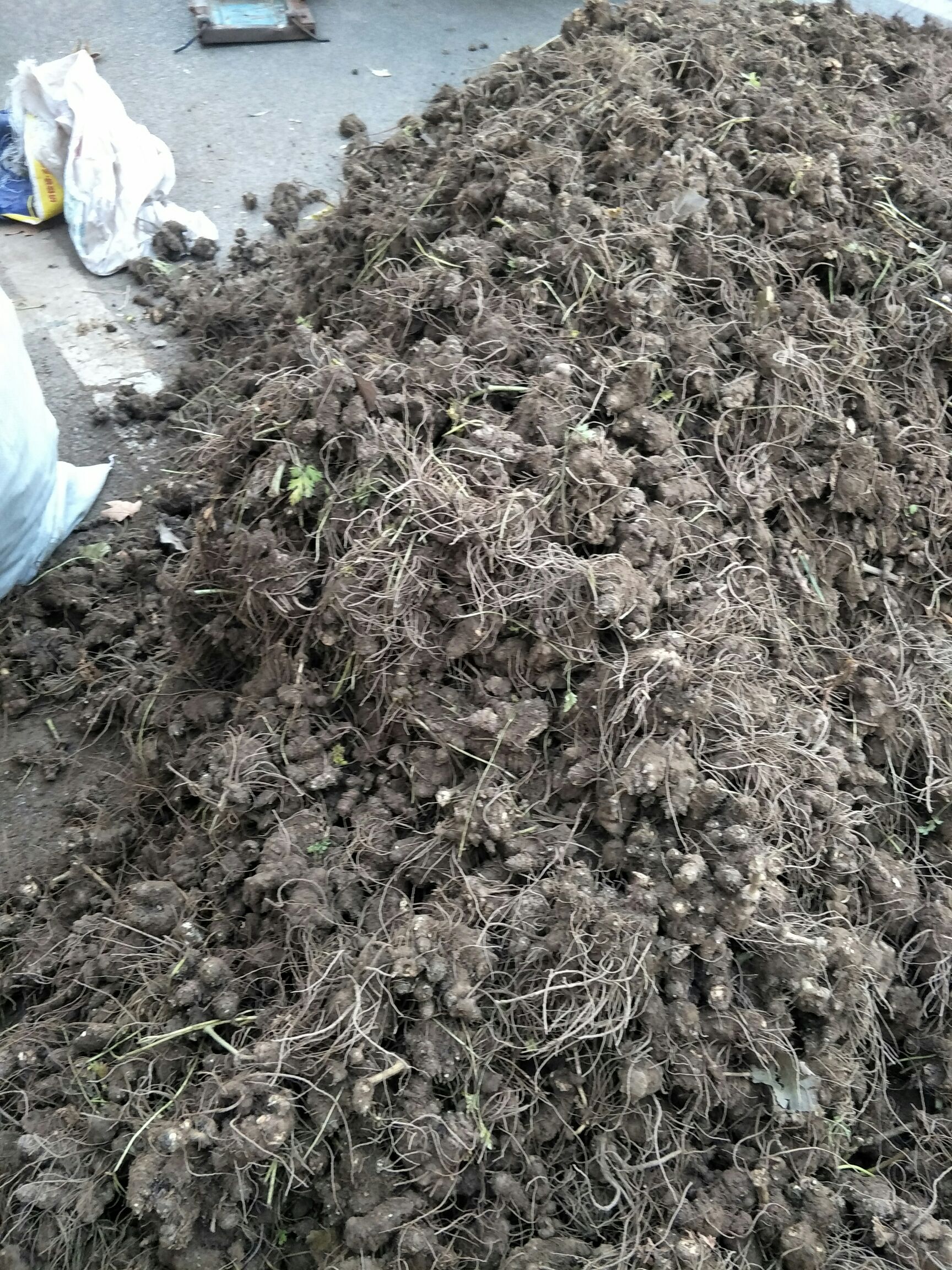 川芎  秧苗保质保量保发芽率支持大货批发零售