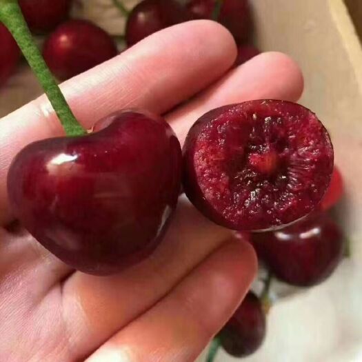 泰安矮化樱桃苗
