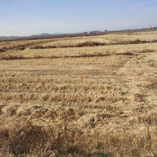 法库县水田 出租 5年以下 100~500亩