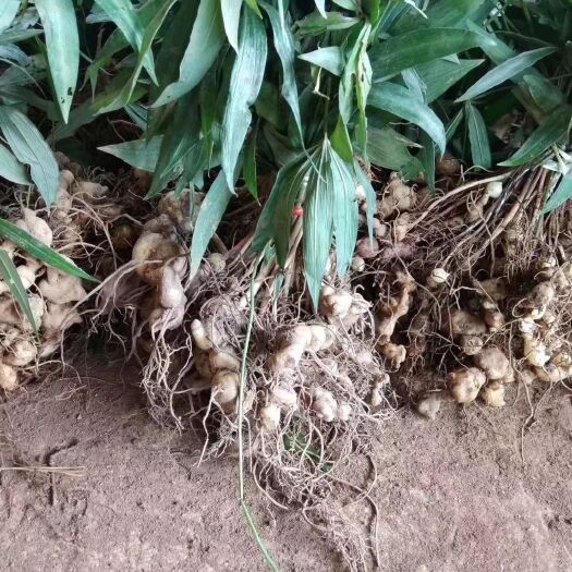 安宁市黄精种苗 红花滇黄精野生苗茎块大成活率高，量大价格优惠