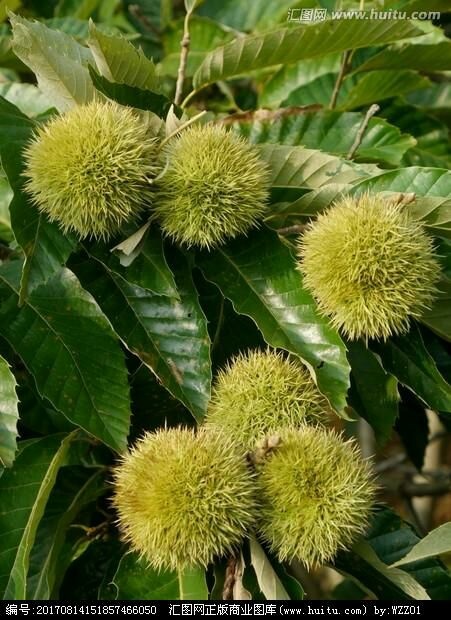 平邑县泰山板栗苗 嫁接苗 1~1.5米 