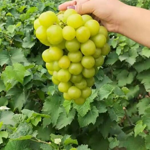 平邑县阳光玫瑰葡萄苗 