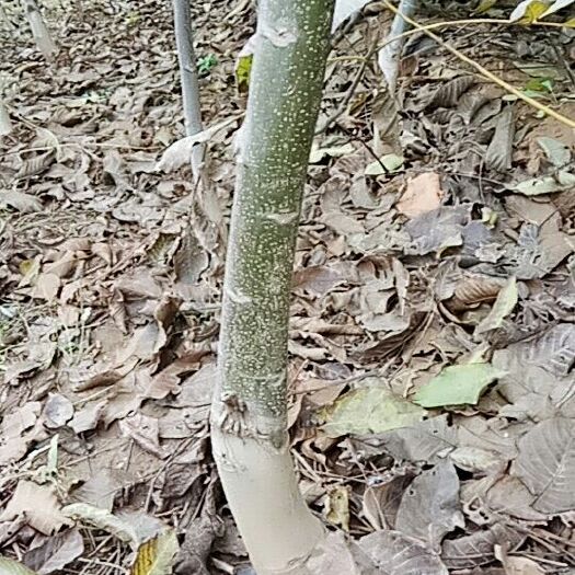 武陟县嫁接核桃苗