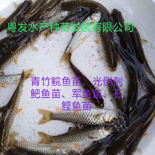 广州军鱼苗、光倒刺鲃鱼苗、坚鱼苗