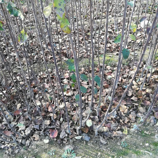 泰安8518核桃苗