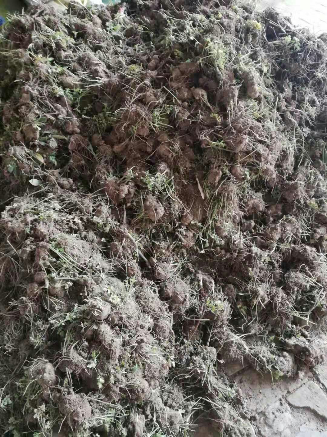 川芎  秧苗保质保量保发芽率支持大货批发零售