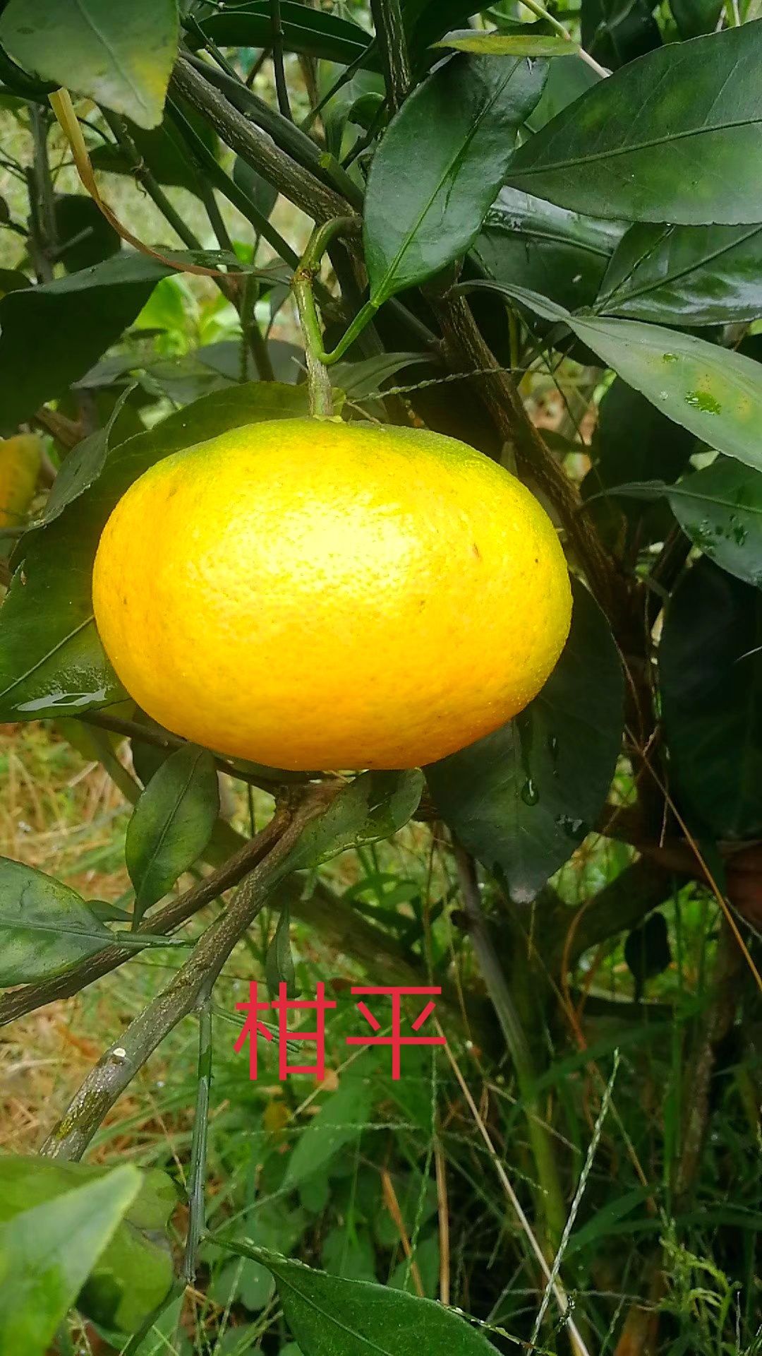 甘平柑橘苗哪里買(mǎi)便宜又好看的的簡(jiǎn)單介紹