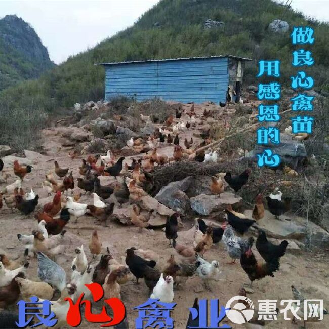 麻羽乌肉绿壳蛋鸡苗孵化场直卖绿壳蛋鸡苗杂羽蛋鸡苗另有五黑鸡苗