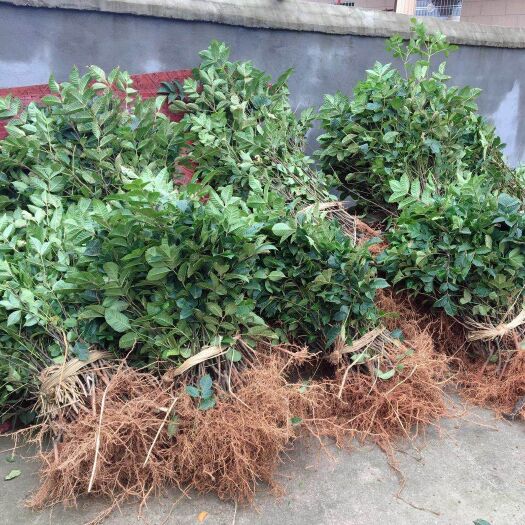 樟树市吴茱萸苗 
