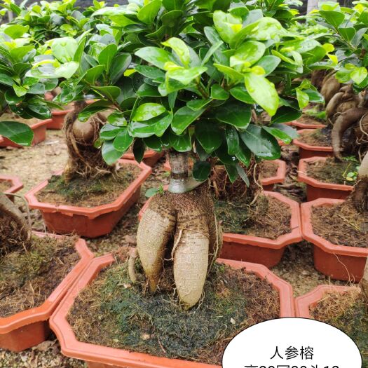 漳州 榕树，