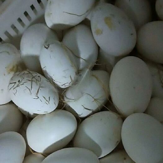咸宁鲜鹅蛋 箱装 食用