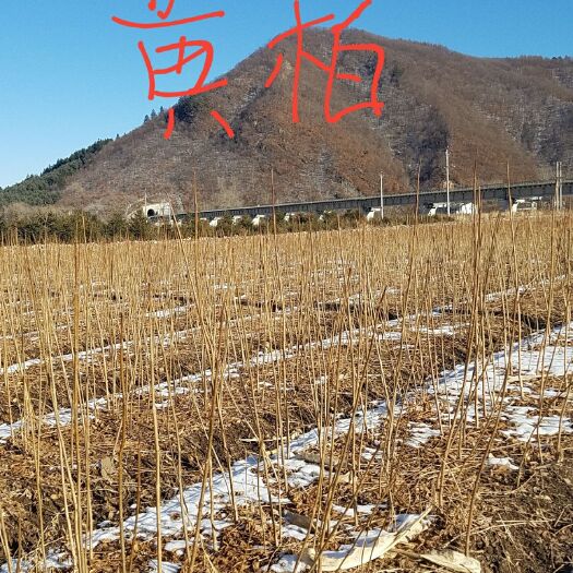 桓仁县川黄柏  ＃黄柏苗出售＃，东北黄菠萝苗，辽宁哪卖黄菠萝苗，哪有黄菠萝苗