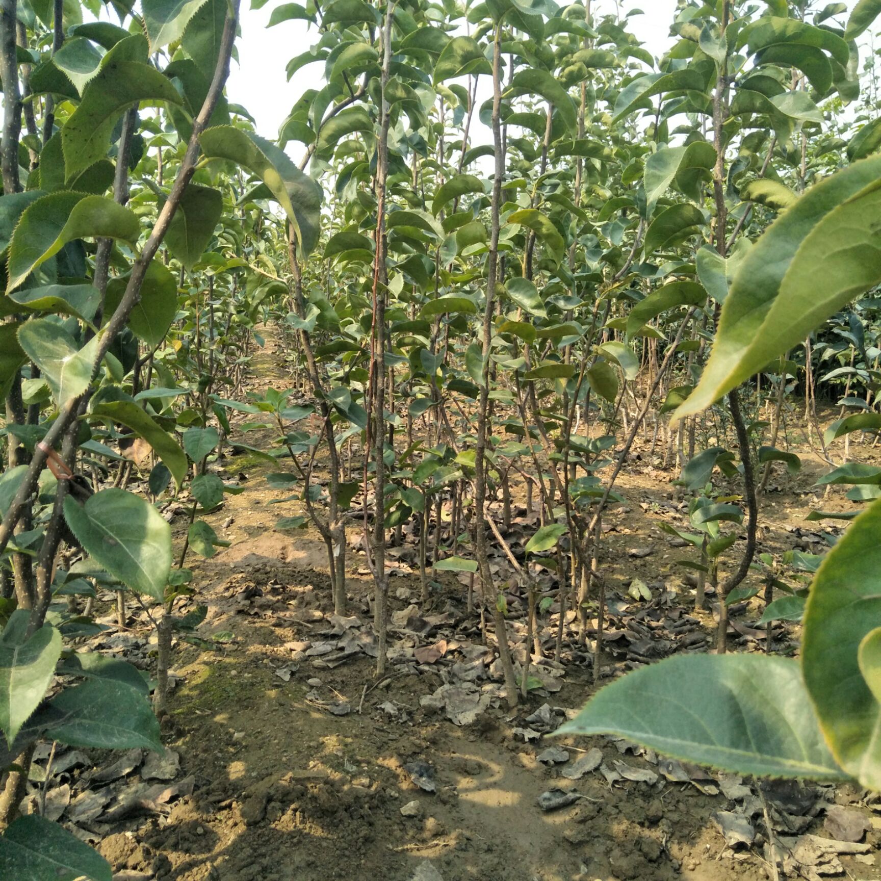 黄金梨树苗 0.5~1米