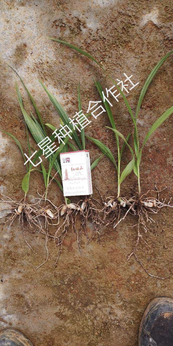 白芨种子