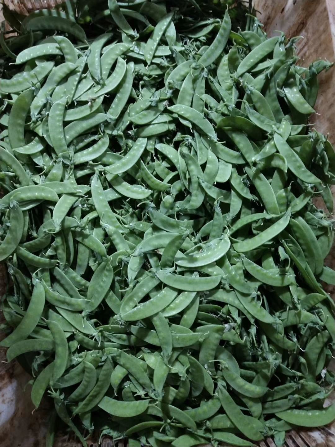 长寿仁豌豆 10-12cm 饱满
