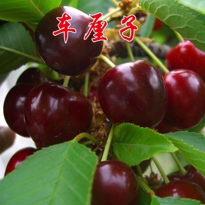 平邑县矮化樱桃苗 品种纯度高 签合同 量大从优