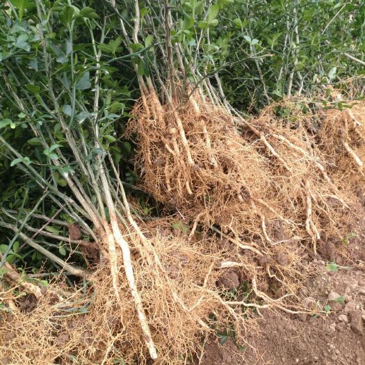 桂林种植枳壳苗 