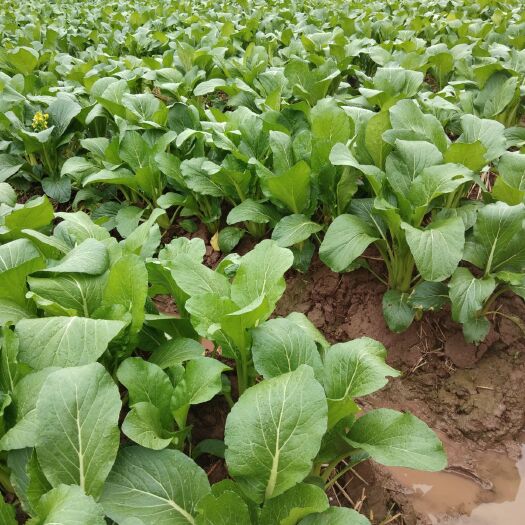 连州市连州菜心 20~25cm