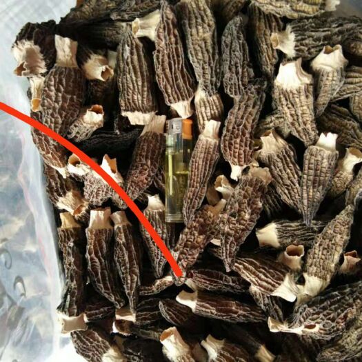 永嘉县干羊肚菌 箱装 半年