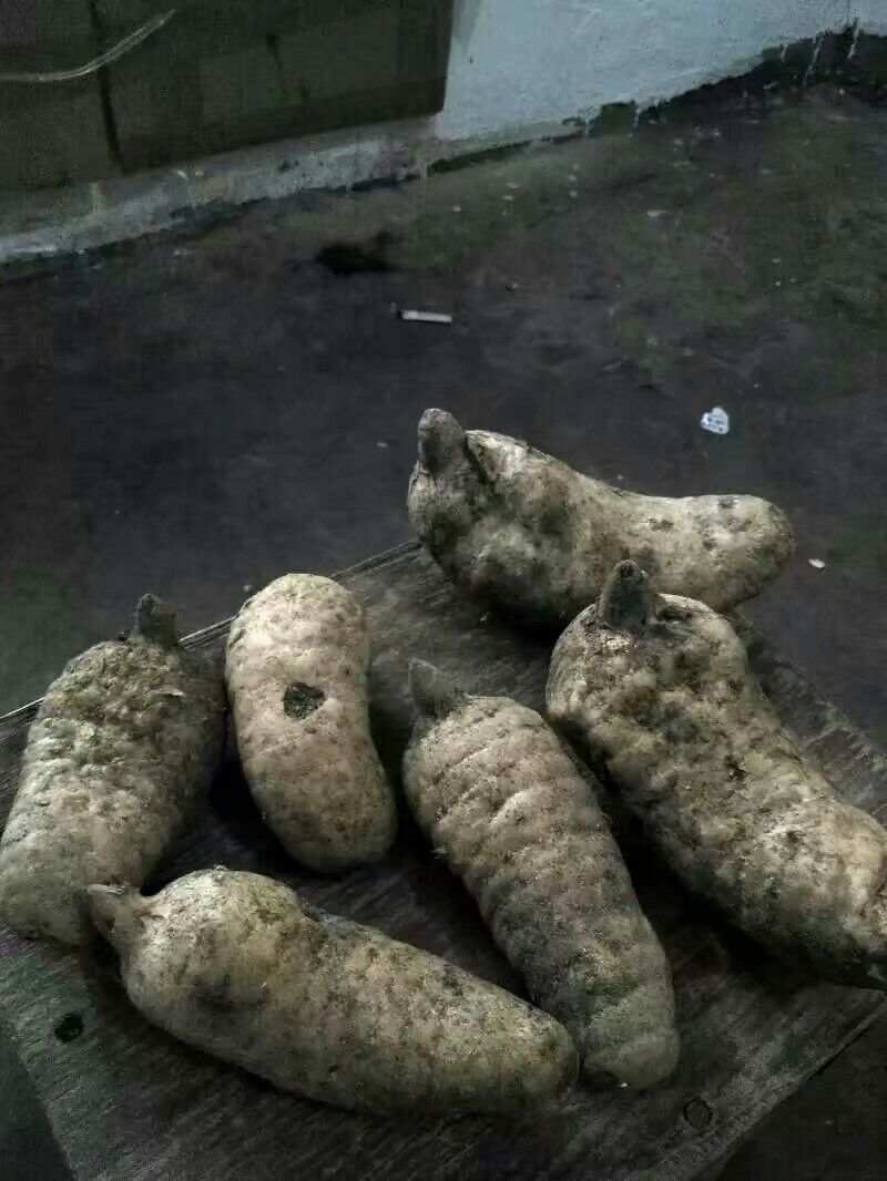 宁陕天麻