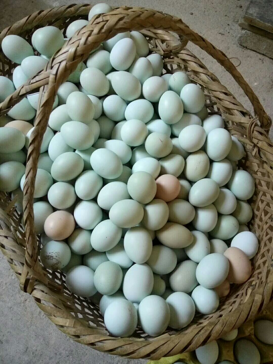 绿壳鸡蛋 大绿壳420枚装 净重42斤以上