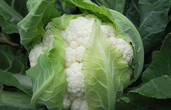 有机花菜 适中 1~2斤 乳白色