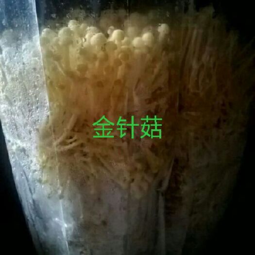 金针菇菌种