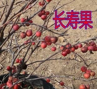 平邑县长寿果海棠