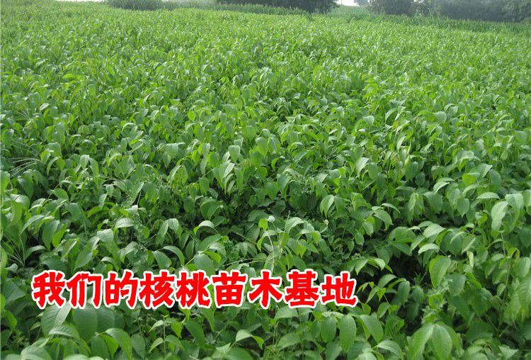 嫁接核桃苗 包品种可签合同