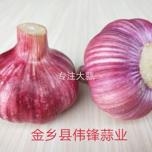 金乡县红皮蒜  伟锋蒜业、专注储存大蒜、冷库出租、实力配资、行情分析