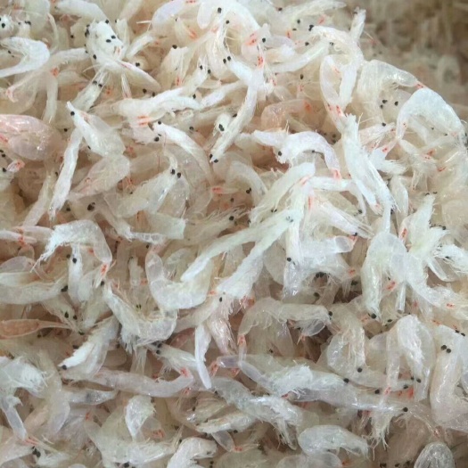 虾皮 淡干