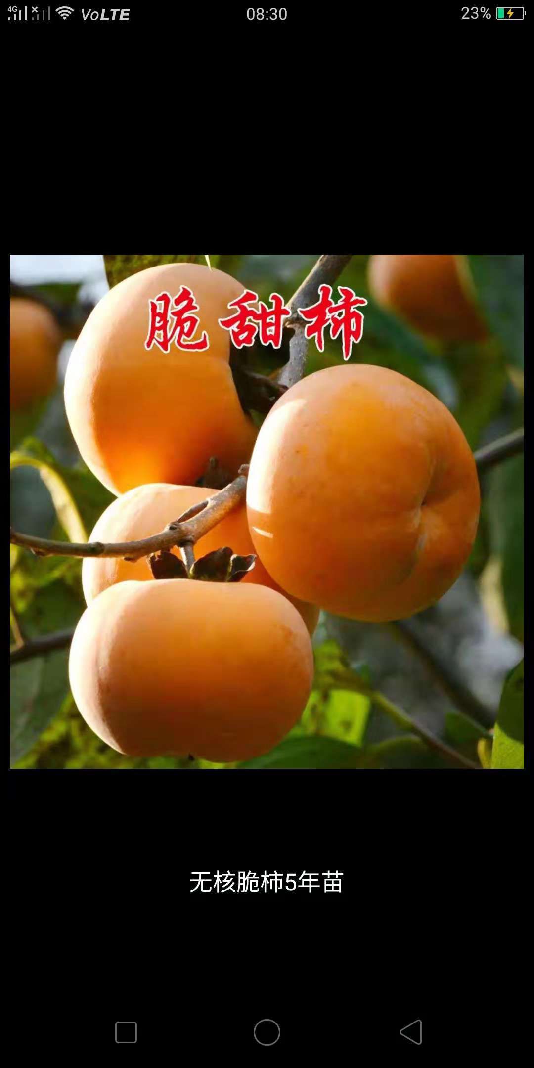 日本斤柿子树苗