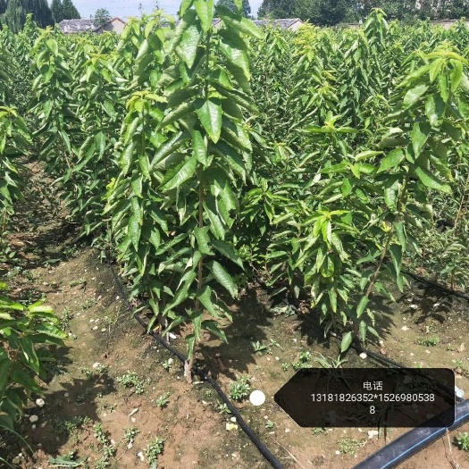 泰安布鲁克斯樱桃树苗