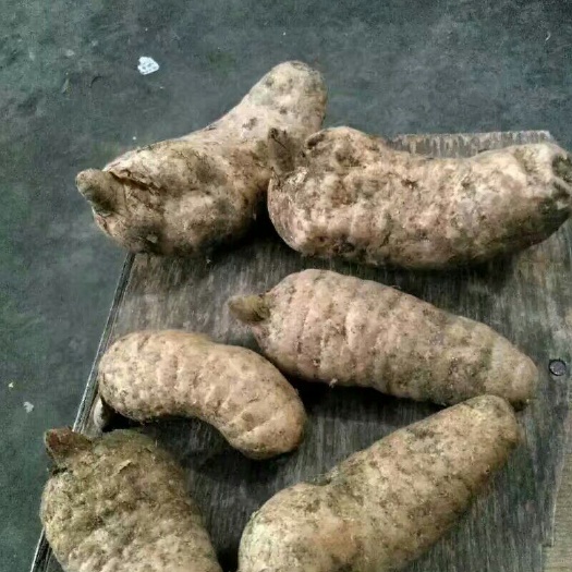 汉中宁陕天麻