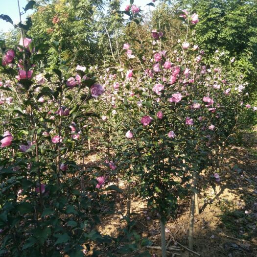 沭阳县红花木槿