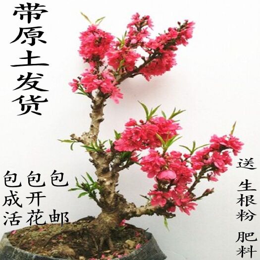 平邑县 绿叶碧桃包成活包开花