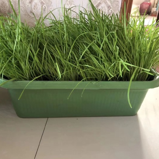 南宫市黄韭 头茬 20cm以下 