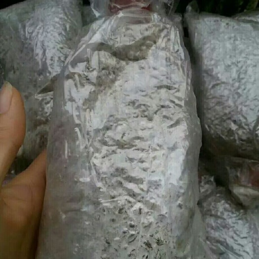 揭阳双孢菇菌种 