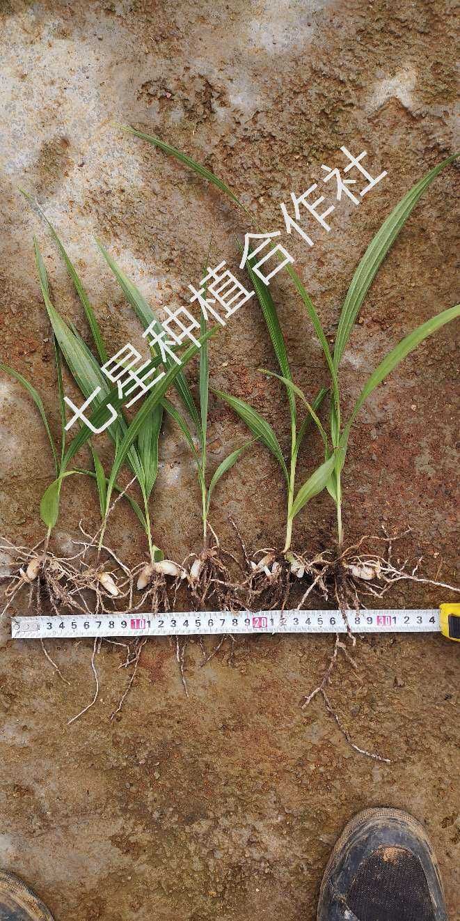 白芨种子