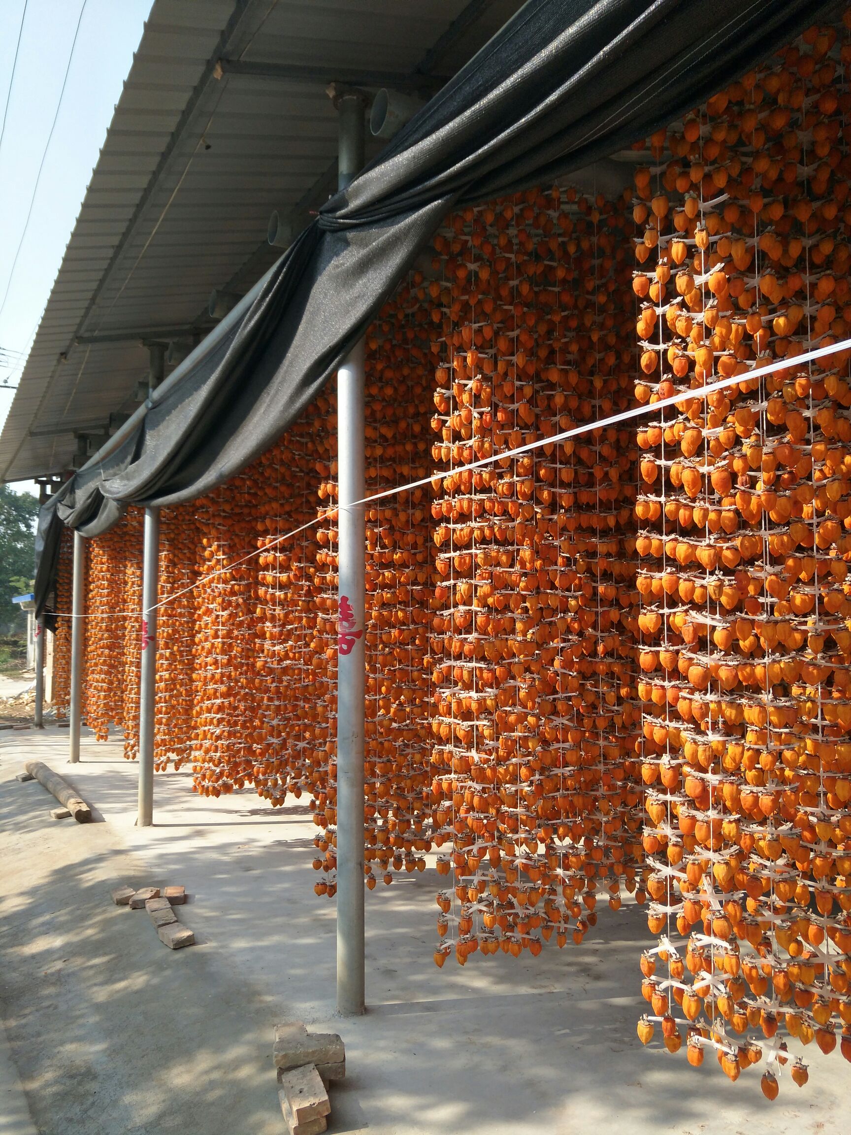 正宗富平柿饼
