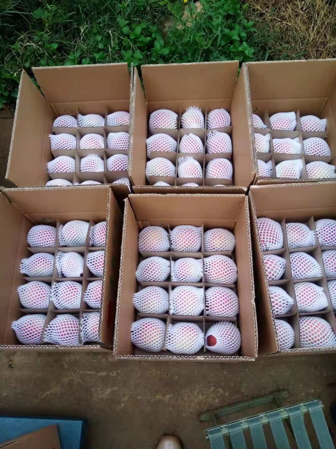  昭通苹果，11斤24个。部分地区包邮。