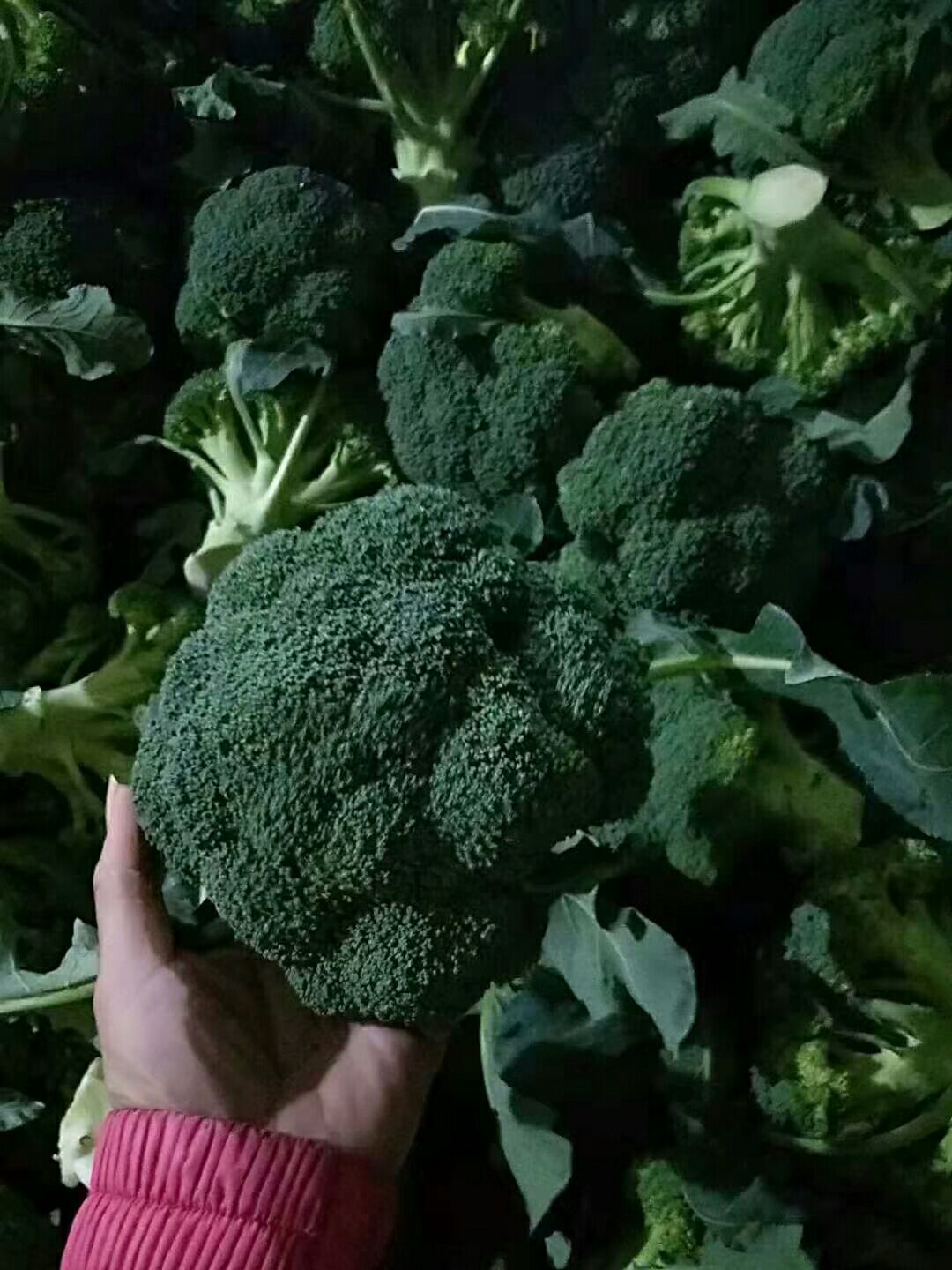 精品西兰花大量上市中，有需要的老板前来联系。