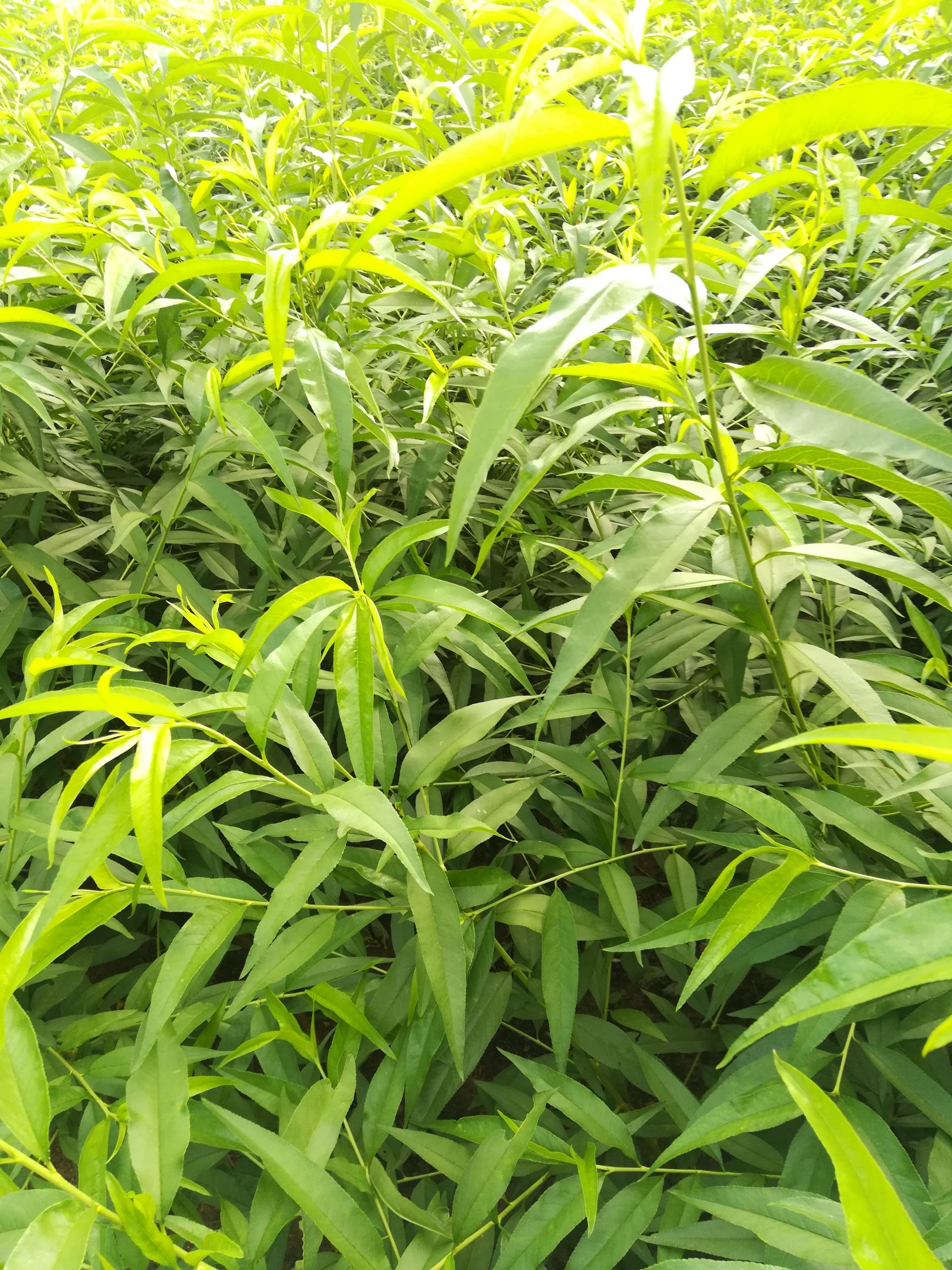 冬桃苗 桃树新品种