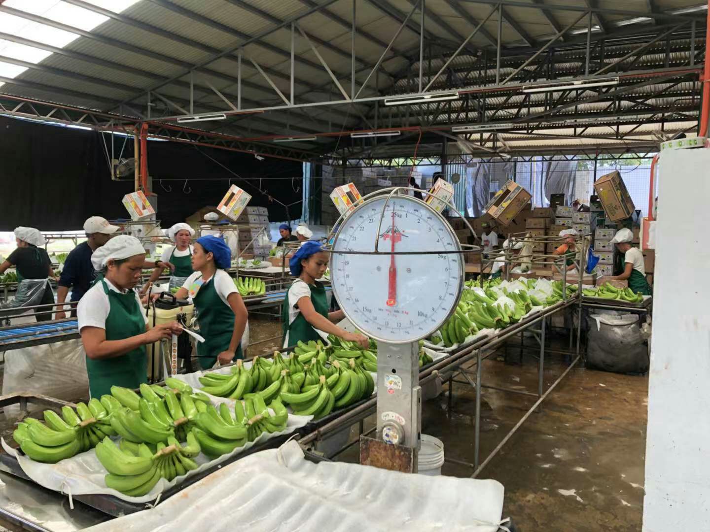 菲律宾香蕉 七成熟 