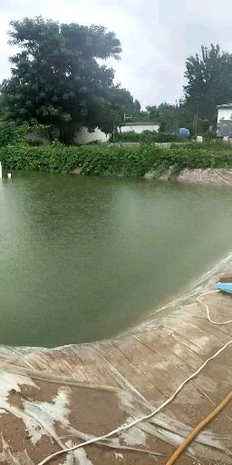 红白锦鲤 0.05公斤