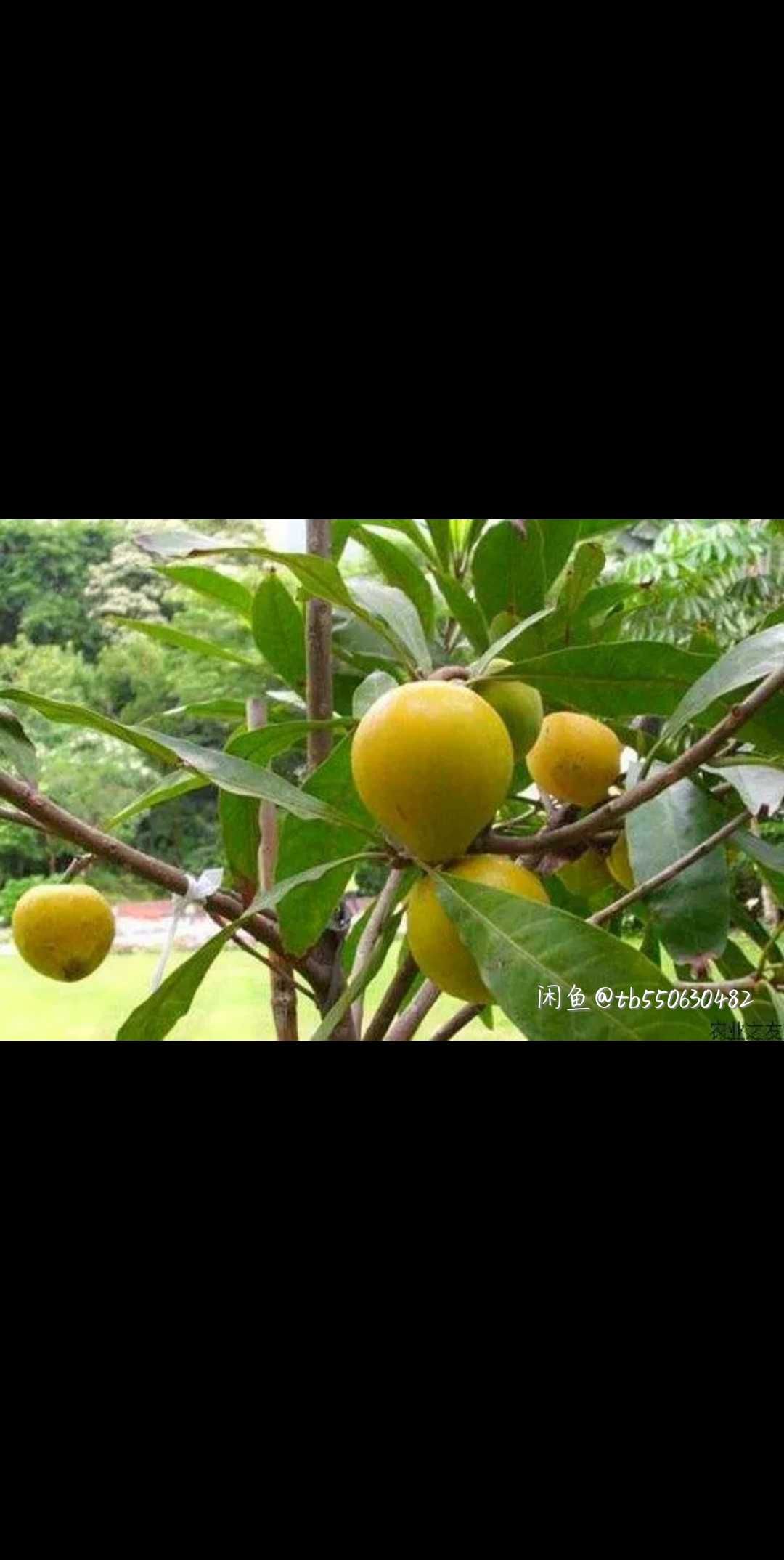 青皮无花果树苗 波姬红无花树苗四季可种植