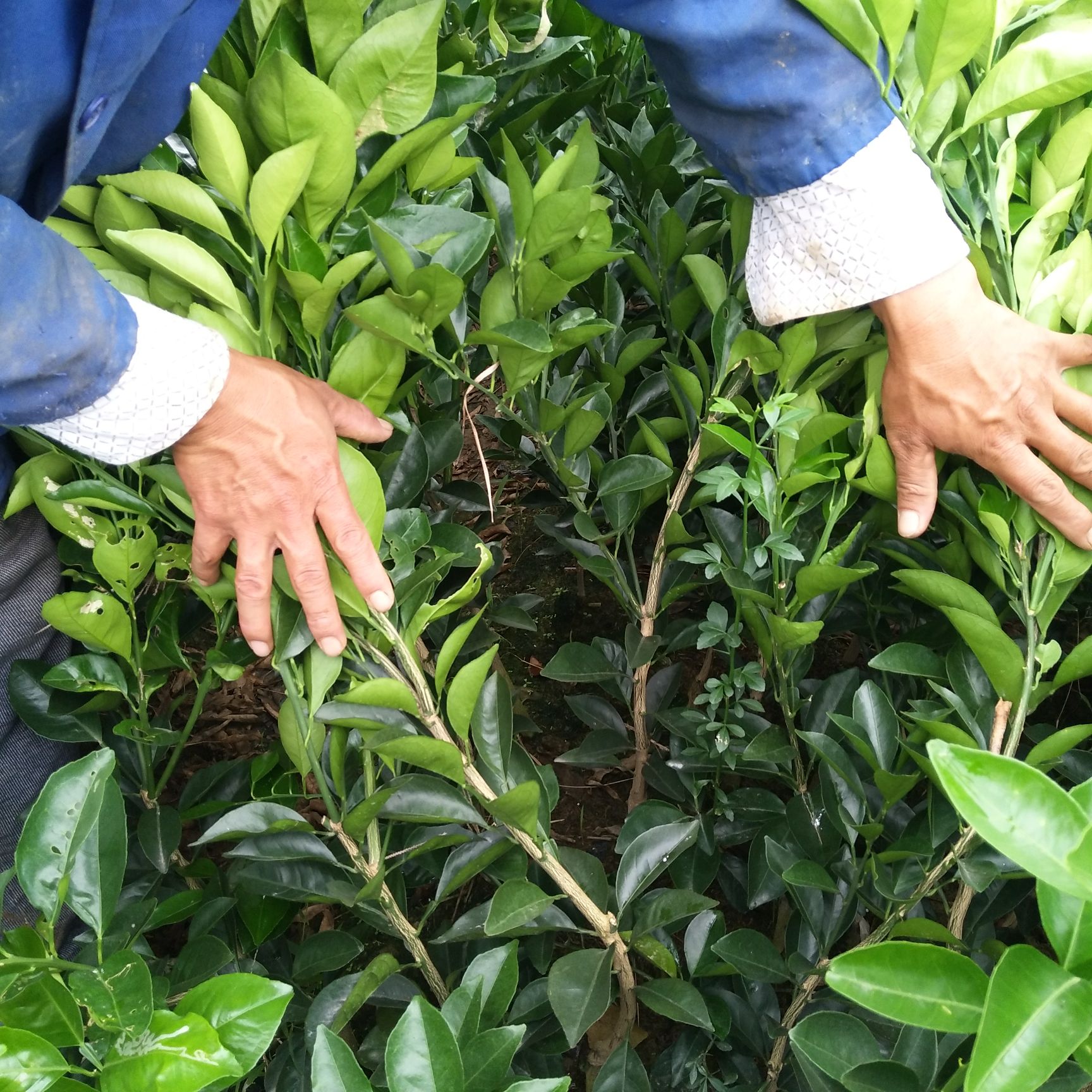 赣南脐橙苗 嫁接苗 0.5~1米