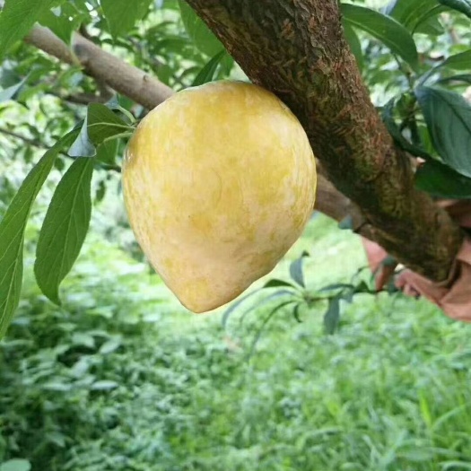 大余县黄金奈李苗